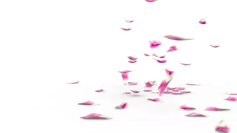 Of Tulip petals fall to the floor blown by the wind Stock Footage 85907335