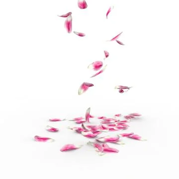 Tulip petals fall to the floor Stock Photos