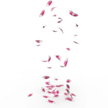 Tulip petals fall to the floor Stock Photos