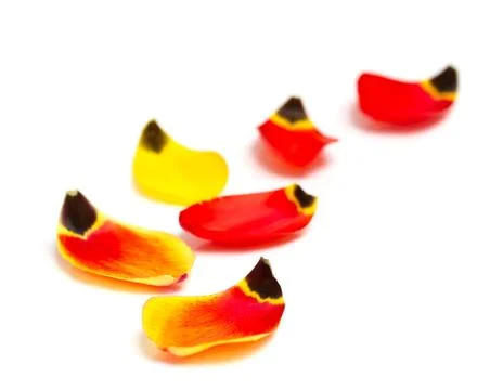 Tulip petals Stock Photos