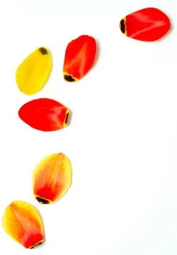 Tulip petals Stock Photos