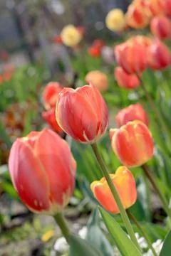 Tulip Stock Photos