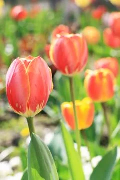 Tulip Stock Photos