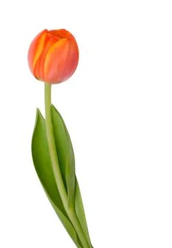 Tulip 스톡 사진