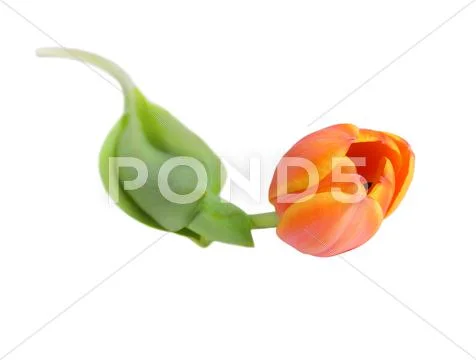 Tulip Stock Photos