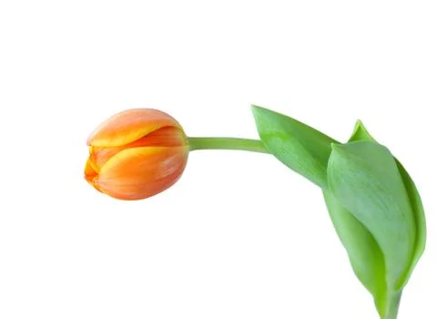 Tulip Stock Photos