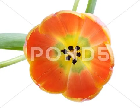 Tulip Stock Photos
