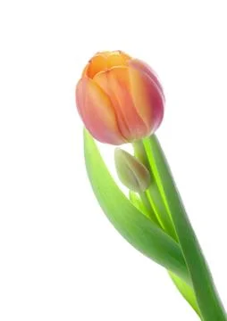 Tulip Stock Photos