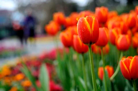Tulip Stock Photos