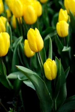 Tulip Stock Photos