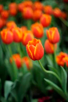 Tulip Stock Photos