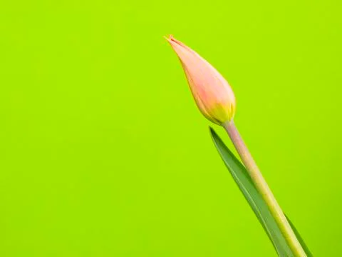 Tulip Stock Photos