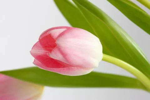 Tulip Stock Photos