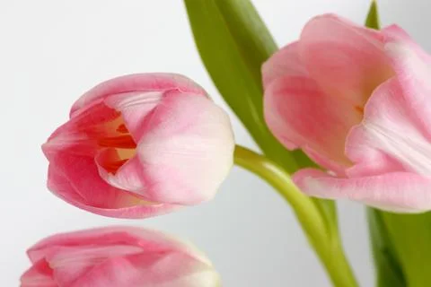 Tulip Stock Photos