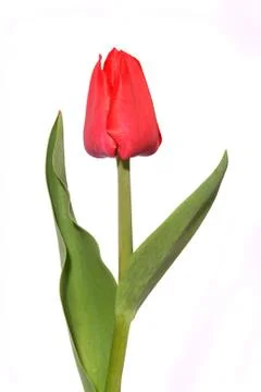 Tulip Stock Photos