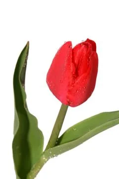Tulip Stock Photos