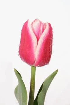 Tulip Foto stock