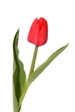 Tulip Stock Photos