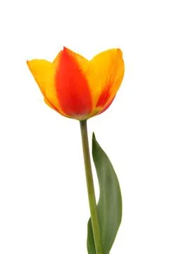 Tulip Stock Photos