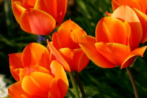 Tulip Stock Photos