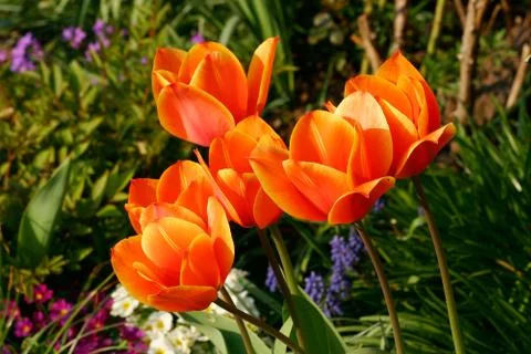 Tulip Stock Photos