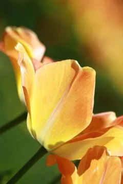 Tulip Stock Photos