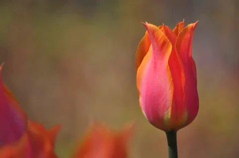 Tulip Stock Photos