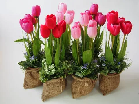 Tulip Stock Photos