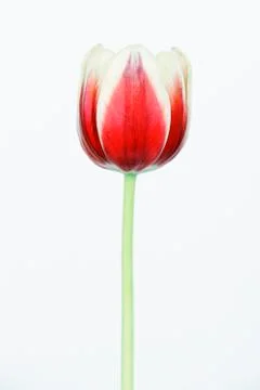 Tulip Stock Photos