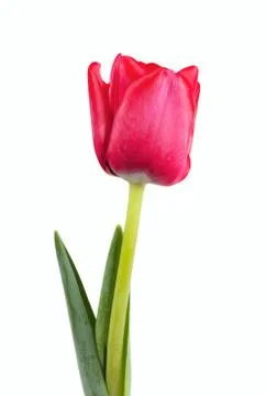 Tulip Stock Photos