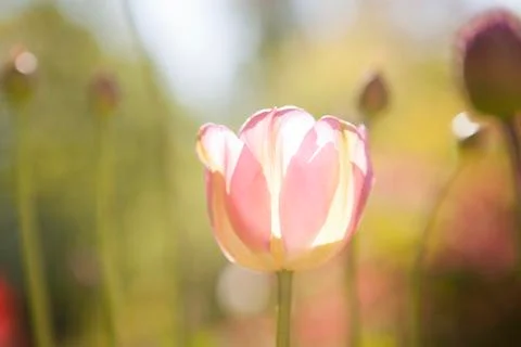 Tulip Foto stock