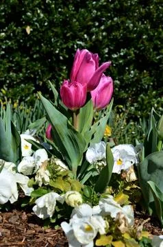 Tulip Fotos de archivo