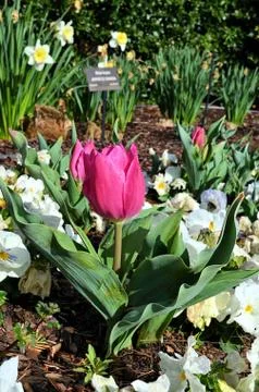 Tulip Fotos de archivo