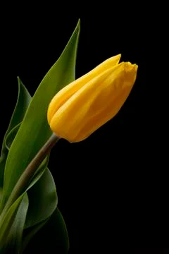 Tulip Stock Photos
