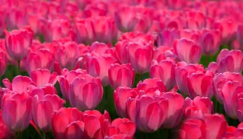 Tulip Stock Photos