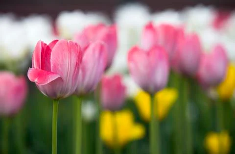 Tulip Stock Photos