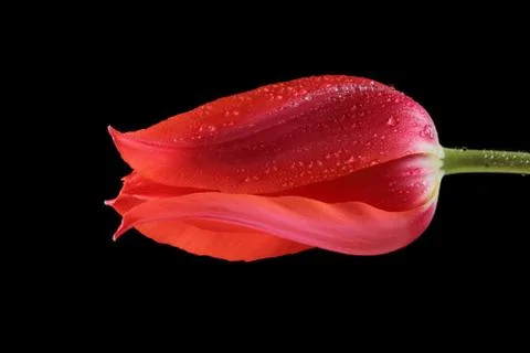 Tulip Stock Photos