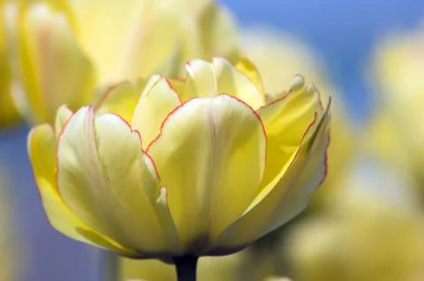 Tulip Stock Photos