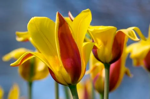 Tulip Stock Photos