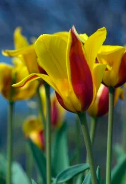 Tulip Stock Photos