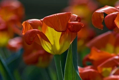 Tulip Stock Photos