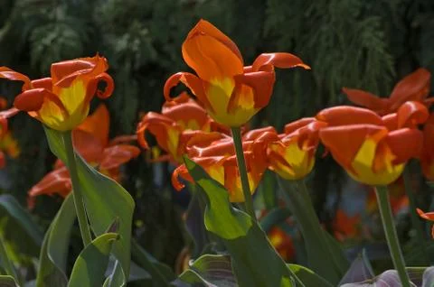 Tulip Stock Photos
