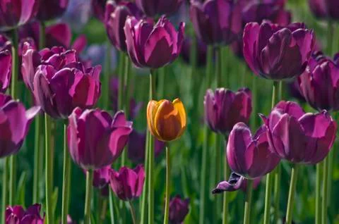Tulip Stock Photos