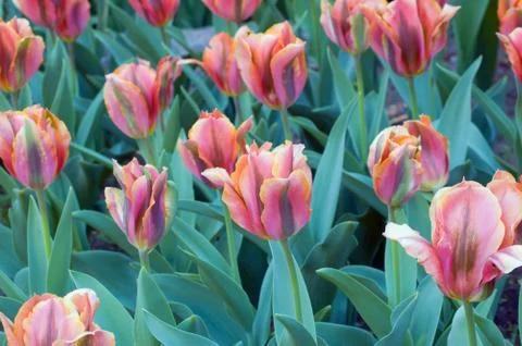 Tulip Stock Photos