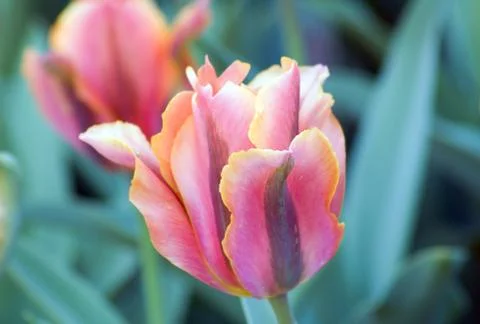 Tulip Stock Photos
