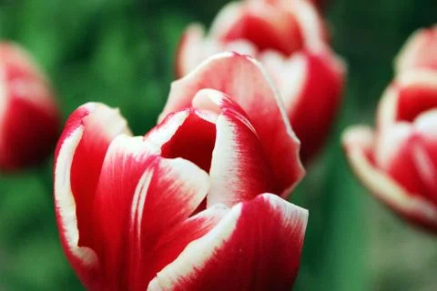 Tulip Stock Photos