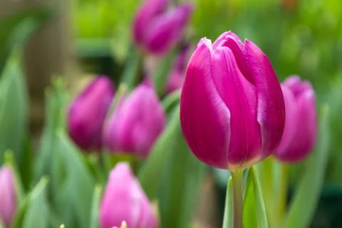 Tulip Stock Photos