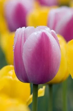 Tulip Stock Photos