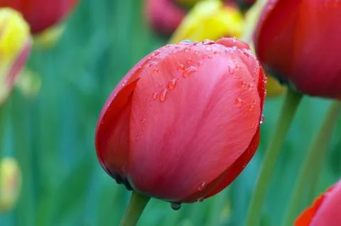 Tulip Stock Photos