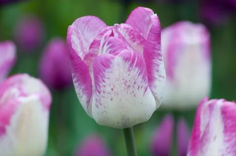 Tulip Stock Photos